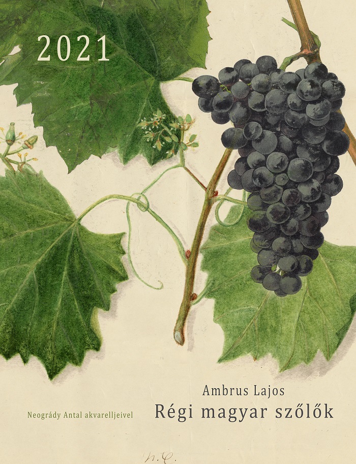 Ambrus Lajos: Régi magyar szőlők
